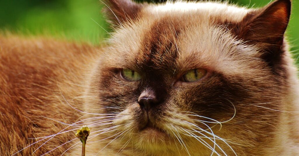 獣医に老猫を抱えて相談している飼い主と猫の穏やかな診察風景