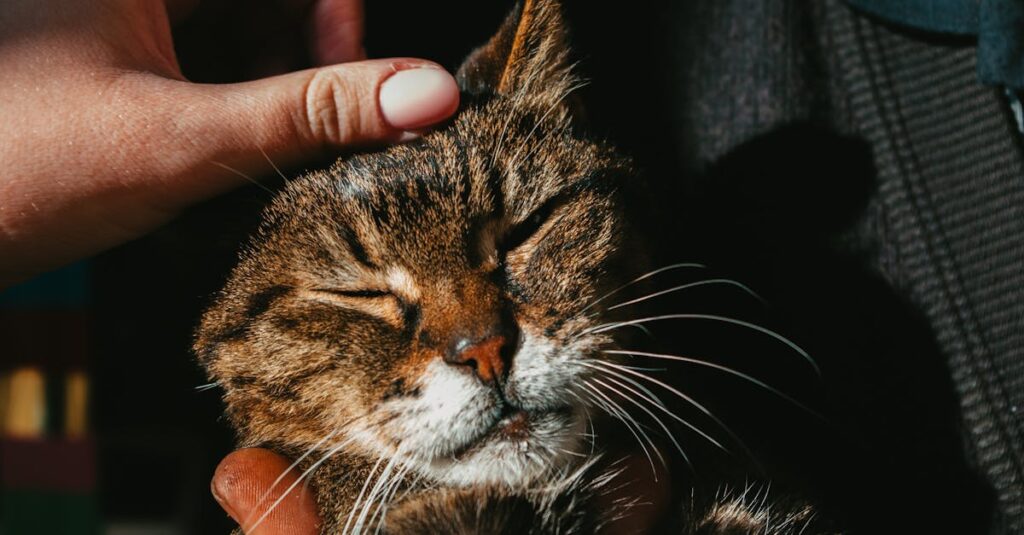 高齢の猫の体調を見守りながら、飼い主が優しく手を添えている穏やかな場面