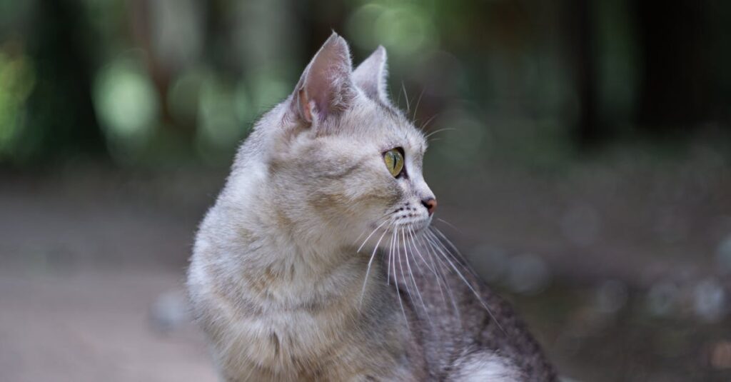 老猫のトイレ問題に対処するためのケア方法のイメージ画像