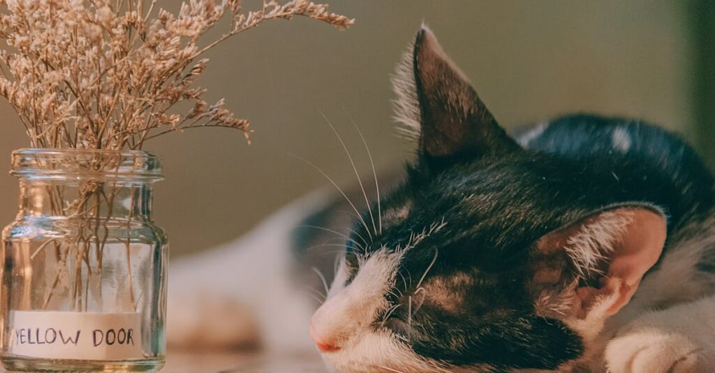 老猫を優しく見守りながら穏やかに別れの時間を過ごす飼い主の静かなイメージ