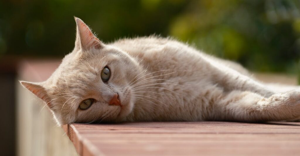 寝たきりになった高齢猫が布の上で静かに休んでいる様子