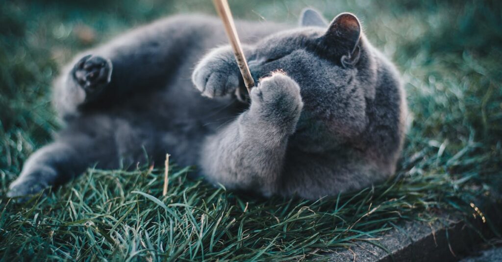 猫の火葬当日に穏やかな気持ちでお別れをしている飼い主の姿を描いた静かな情景