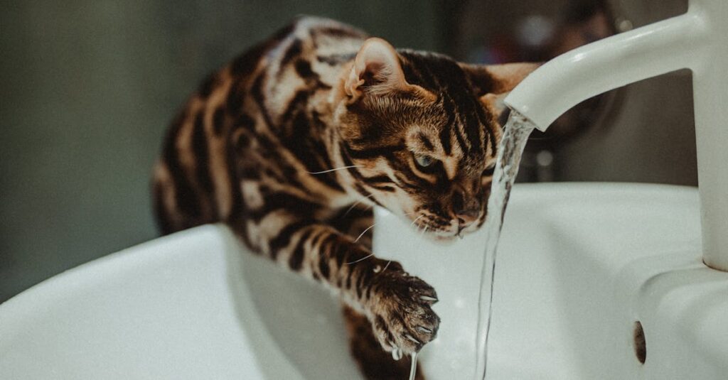 水を飲まない猫に飼い主が優しくガーゼで口を潤してあげている穏やかなケアの様子