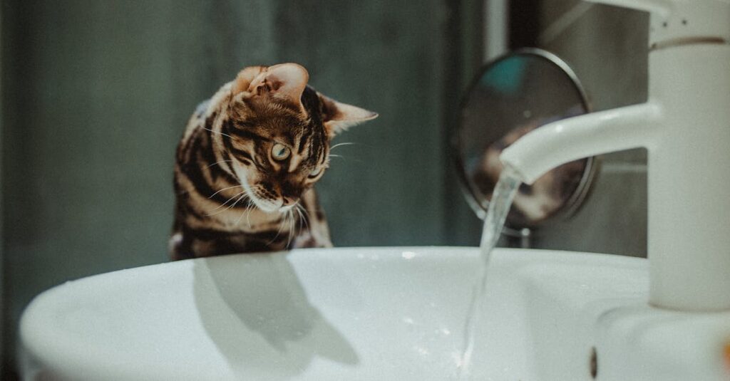 初めて猫の火葬を迎える飼い主がスタッフと相談しながら流れを確認しているイメージ