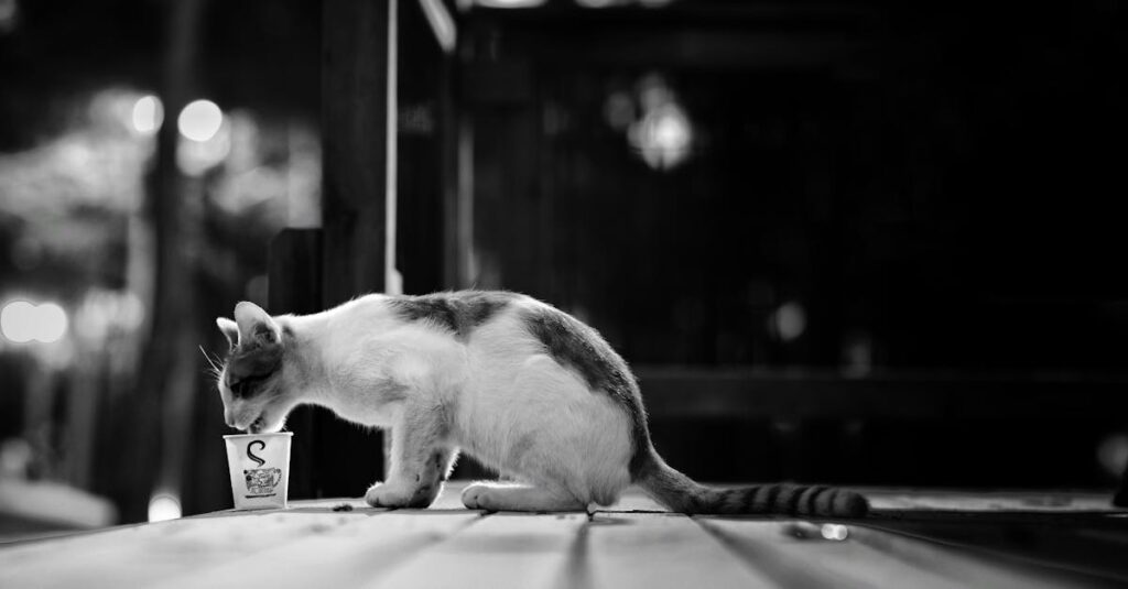 最期の夜を静かに過ごす老猫と、そっと寄り添う飼い主の温かな光景