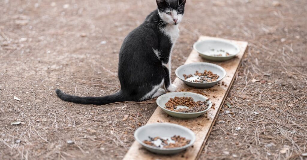 老猫が少しずつごはんを食べ始め、飼い主が穏やかに見守っている温かい食事シーンのイメージ