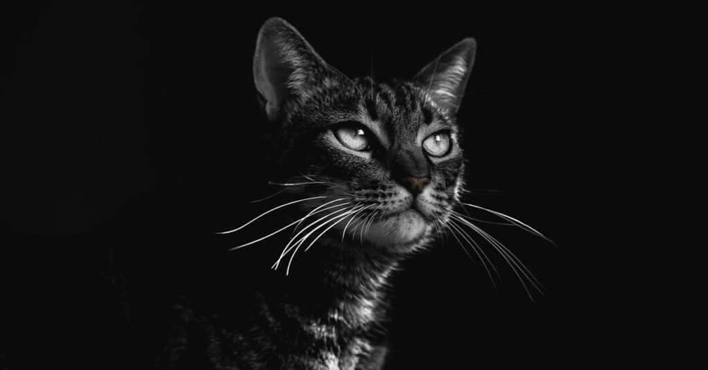 暗い部屋で鳴く老猫と、それを見守る飼い主の優しいまなざし