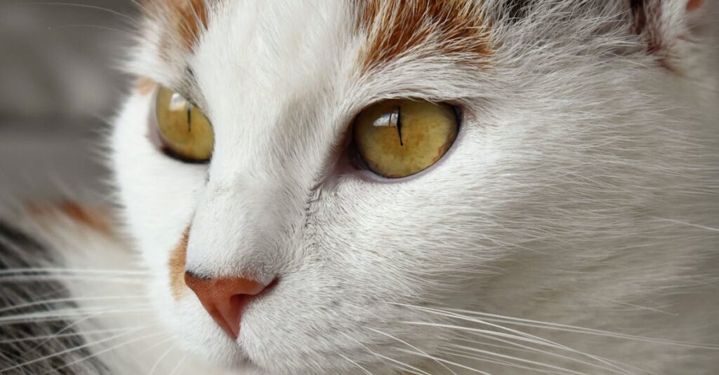 老猫を見送るためにペット火葬サービスを利用する飼い主と猫の最後の時間
