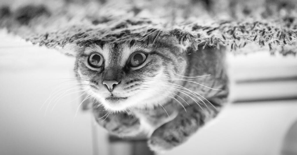 初めて猫の火葬を迎える飼い主がスタッフと相談しながら流れを確認しているイメージ