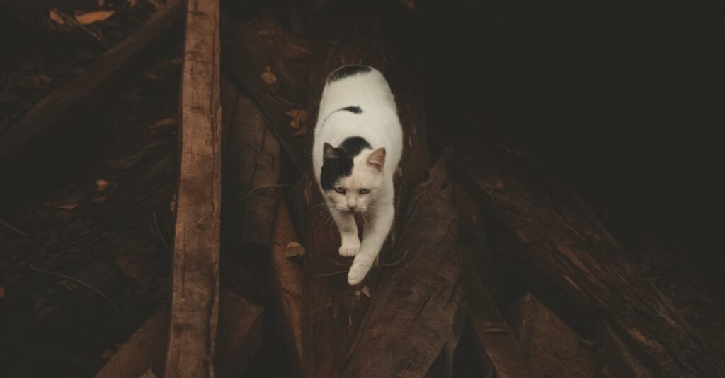 最期の夜を静かに過ごす老猫と、そっと寄り添う飼い主の温かな光景