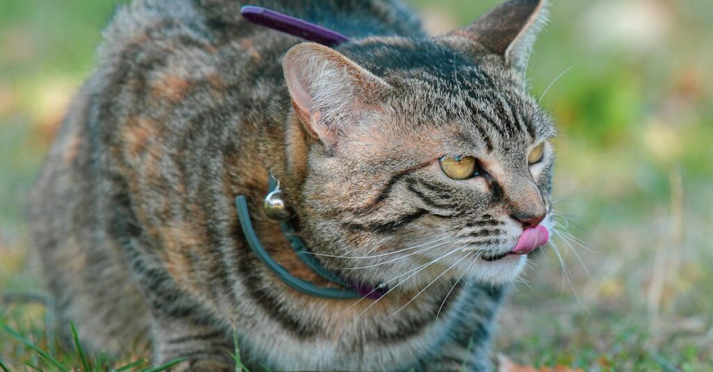水を飲まない猫に飼い主が優しくガーゼで口を潤してあげている穏やかなケアの様子