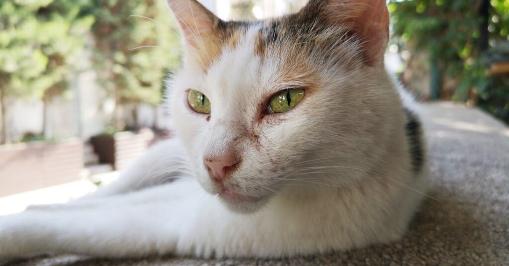 寝たきりになった高齢猫が布の上で静かに休んでいる様子