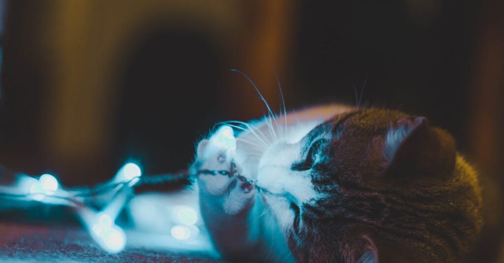 夜の静けさの中で愛犬を見送り、落ち着いた表情で空を見上げる飼い主。最期に感謝を伝えた穏やかな時間。