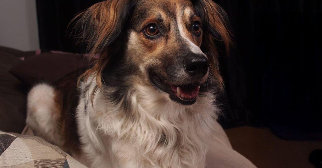 自宅で犬を供養するために設けられた小さな祭壇。花と写真、遺骨が並び、やさしい光に包まれている。