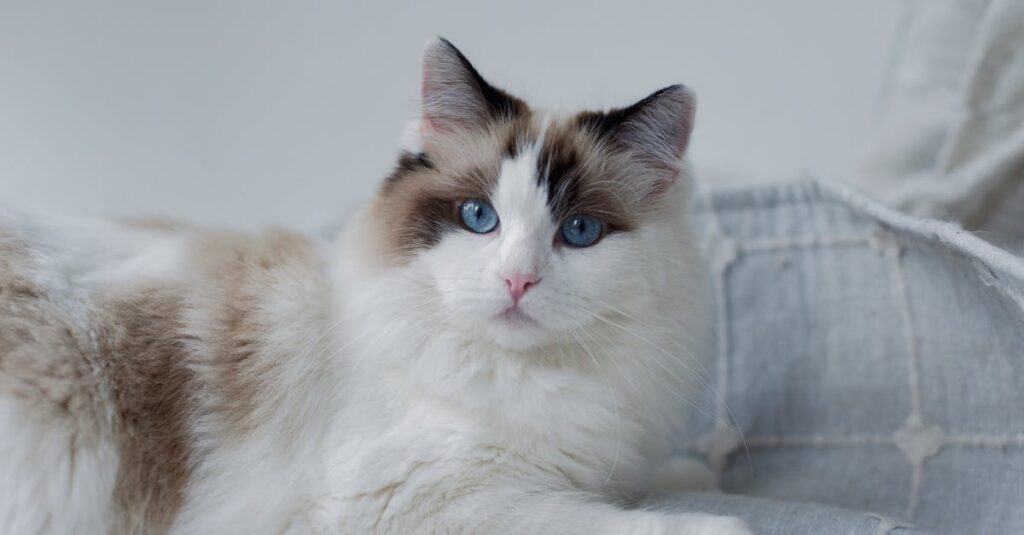 猫の遺影と花を自宅の棚に飾り、穏やかな光の中で手を合わせて供養している優しい雰囲気のイメージ