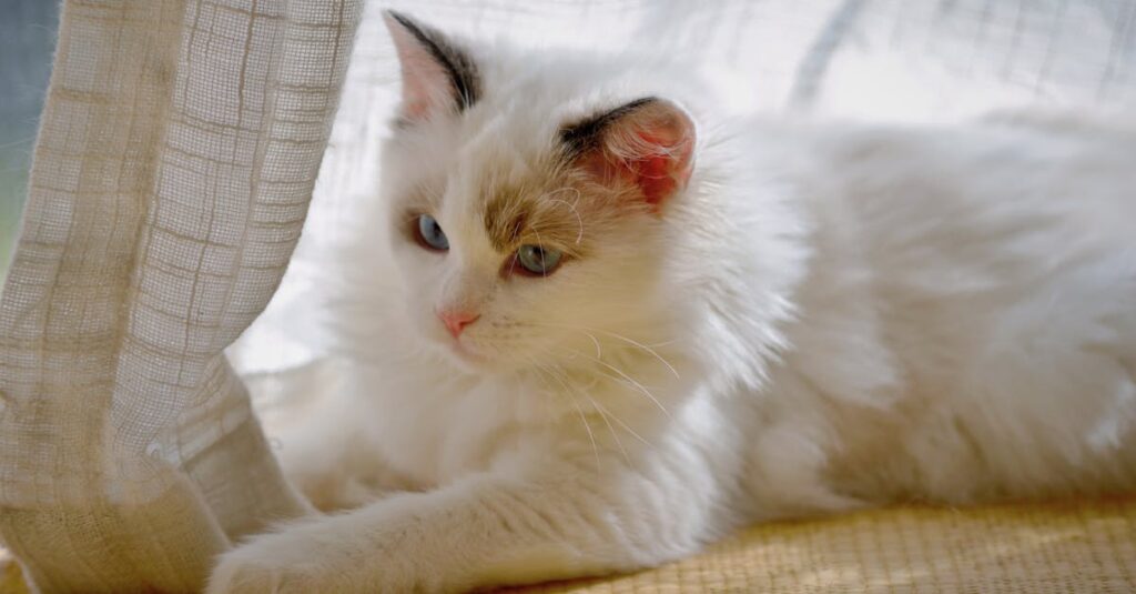 老猫を優しく見守りながら穏やかに別れの時間を過ごす飼い主の静かなイメージ