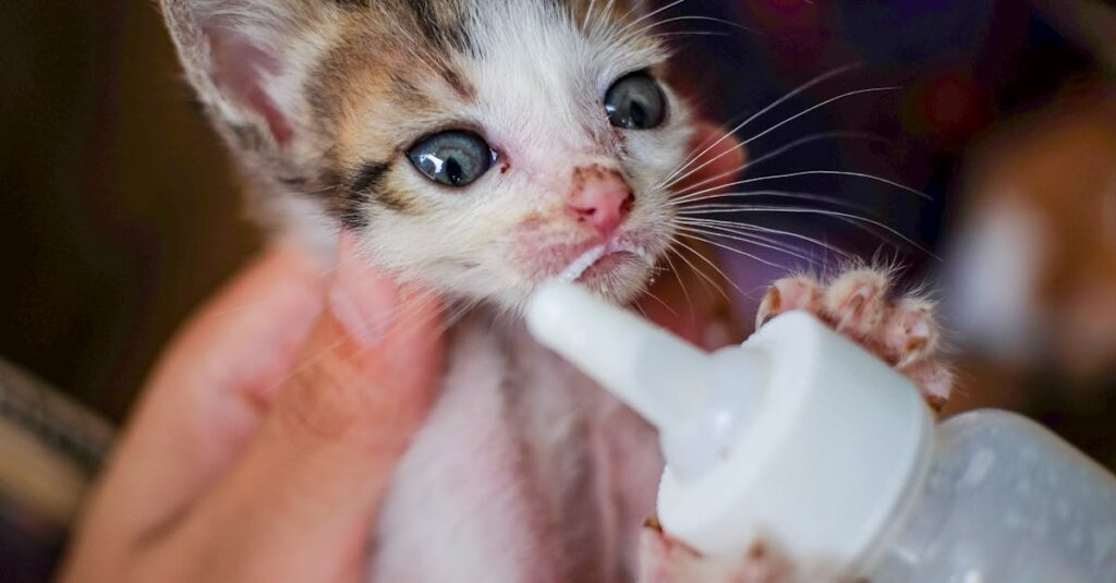老猫が少しずつごはんを食べ始め、飼い主が穏やかに見守っている温かい食事シーンのイメージ