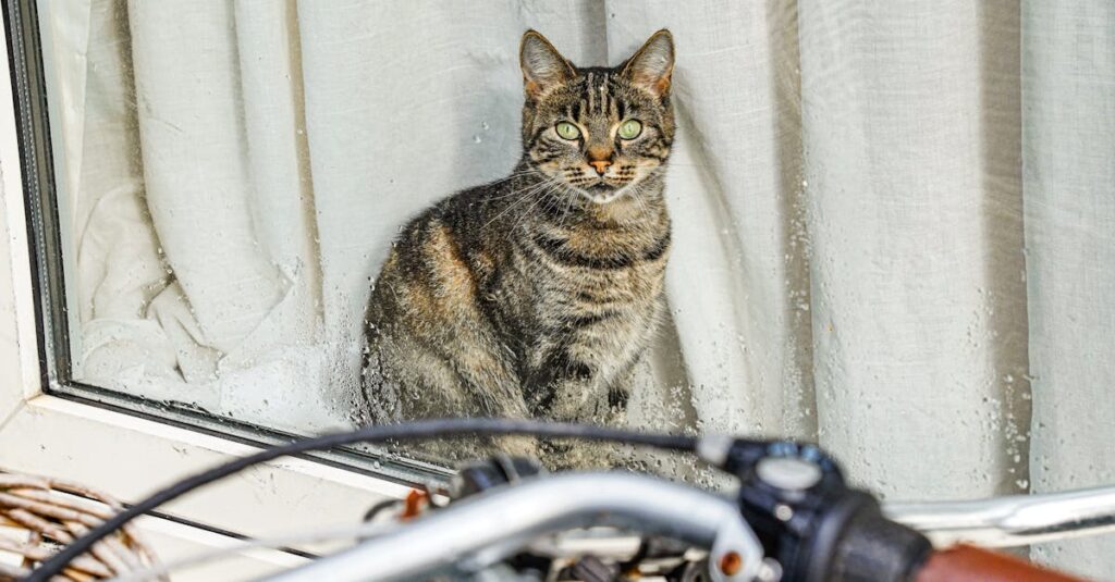 老猫を見送るためにペット火葬サービスを利用する飼い主と猫の最後の時間