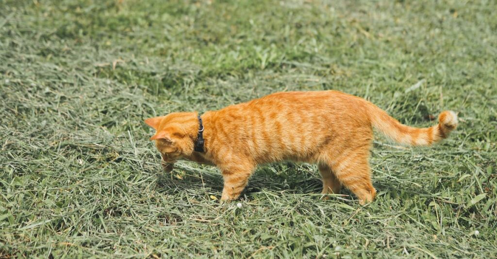 自宅火葬の費用の内訳や見積もり時の確認項目を示す図表。費用とサービスのバランスが視覚的に伝わる。