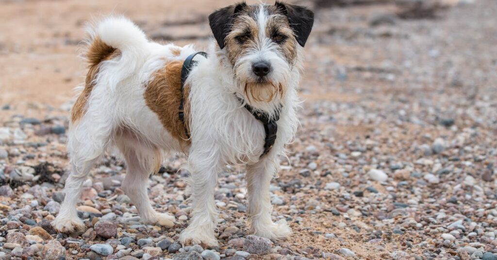 ペット葬儀にかかる費用の内訳と比較。火葬の種類や料金相場が分かりやすく整理された表。