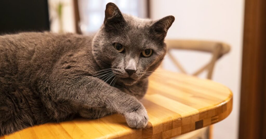 老猫の危険サインを示すイメージ画像