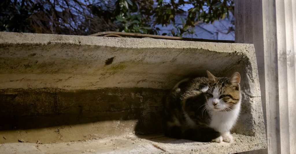 老猫を静かに見送りながら手を合わせる飼い主の穏やかな姿、夜明け前の優しい光に包まれた場面