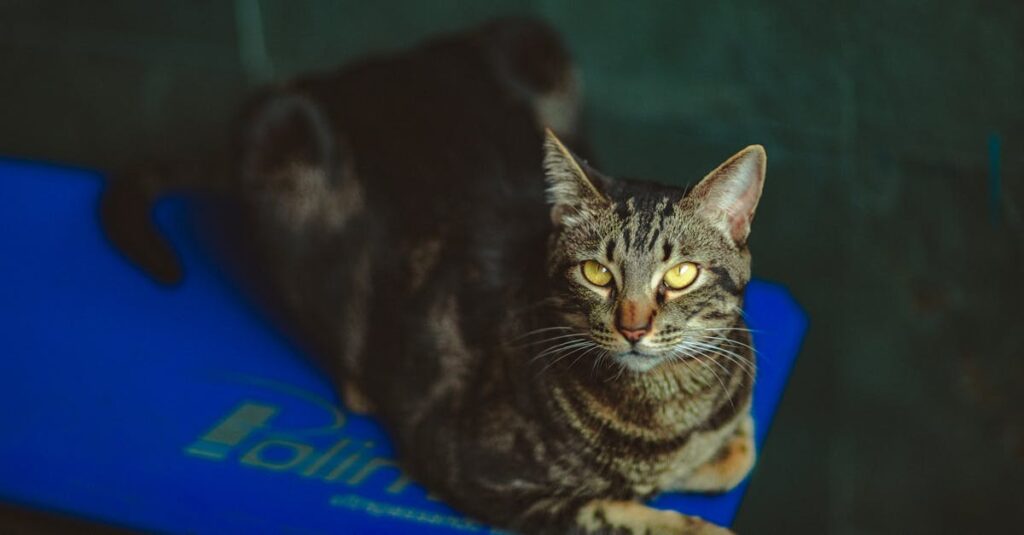 寝たきりになった高齢猫が布の上で静かに休んでいる様子