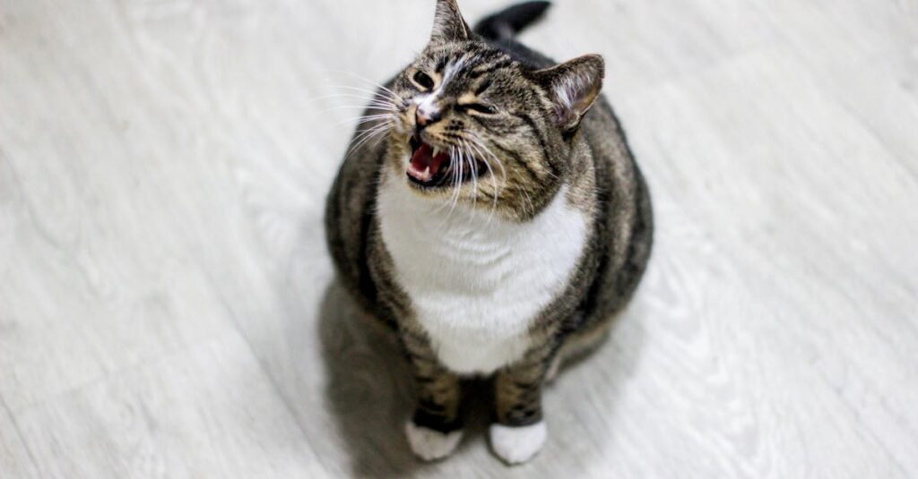 暗い部屋で鳴く老猫と、それを見守る飼い主の優しいまなざし