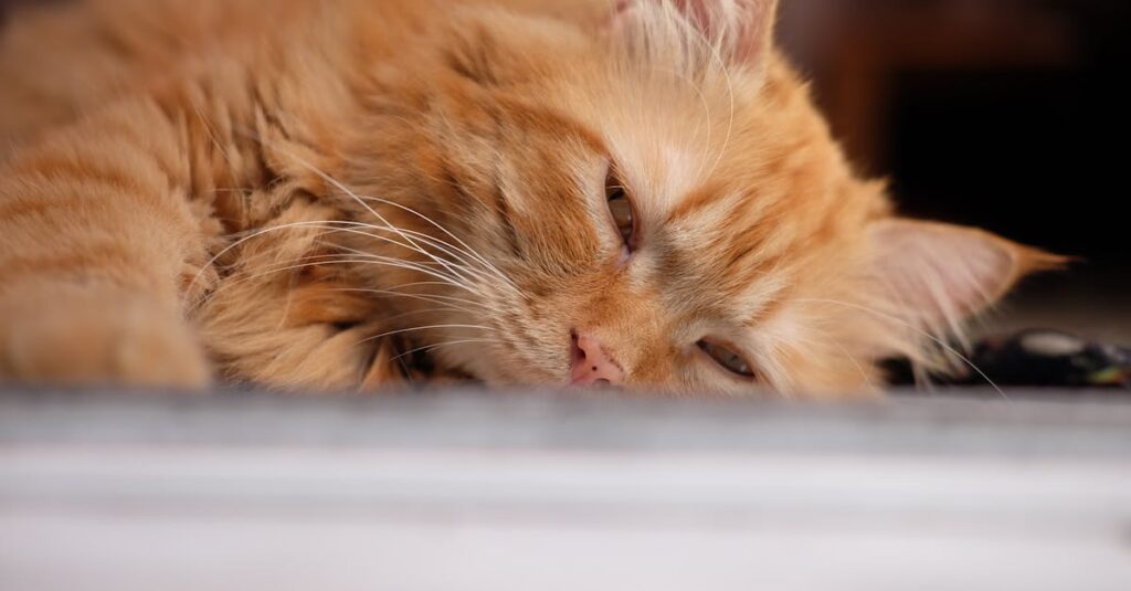 余命が近づいた老猫が静かに横たわっている様子と飼い主のやさしい見守り