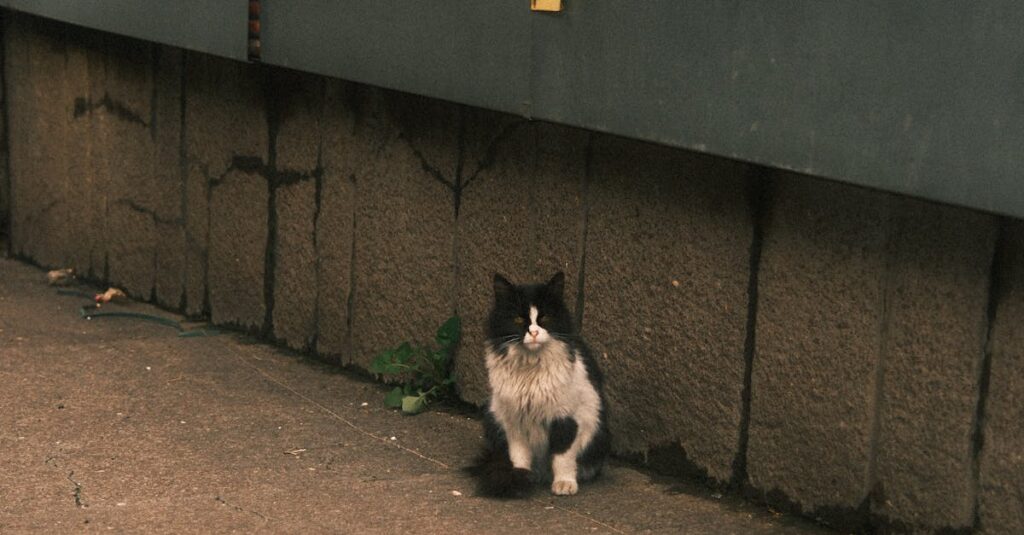 余命が近づいた老猫が静かに横たわっている様子と飼い主のやさしい見守り