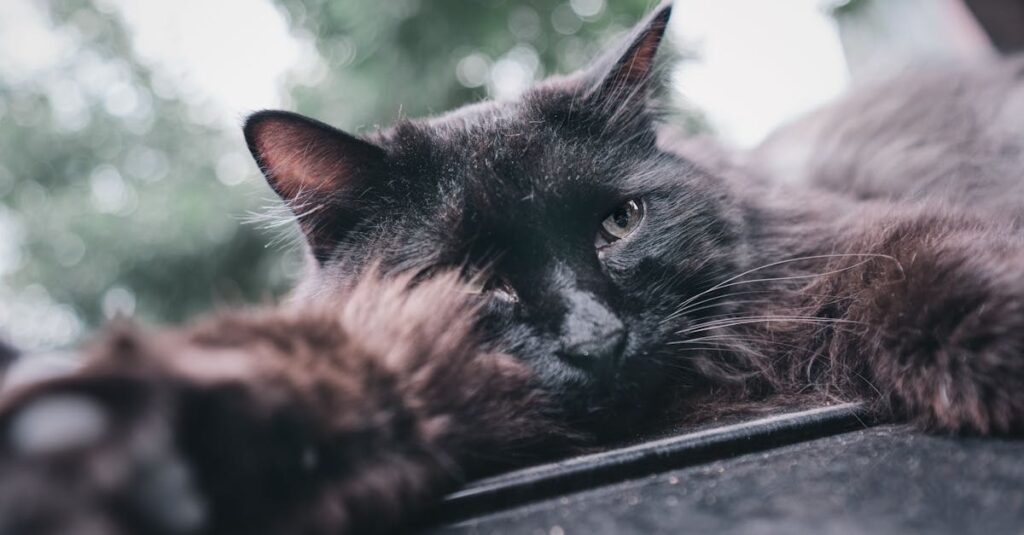 高齢の猫の体調を見守りながら、飼い主が優しく手を添えている穏やかな場面