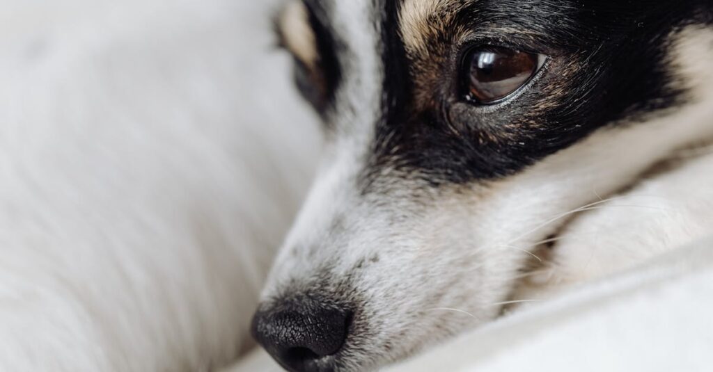 信頼できるペット火葬業者を見分けるために、費用説明や対応の丁寧さ、口コミを比較している飼い主の様子。