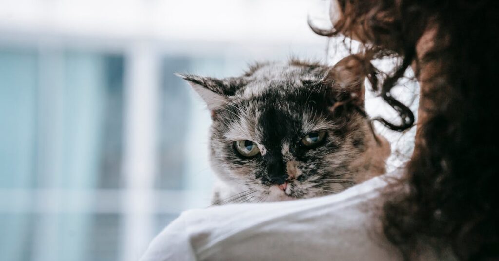 老猫をそっと抱きしめ、静かに見送る飼い主の温かい表情と柔らかな光の中のシーン