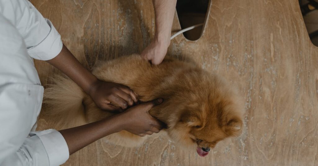 24時間対応のペット火葬サービスをスマートフォンで調べ、電話やLINEで相談する様子。安心感のあるサポート体制が描かれている。