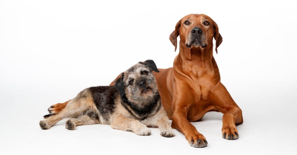 大型犬を家族で見守りながら介護する様子。リビングで穏やかに寝ている犬のそばに寄り添う家族。