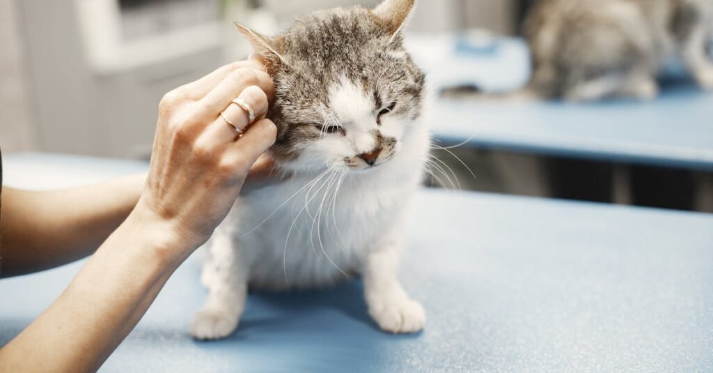 夜に鳴く老猫のそばで静かに寄り添う飼い主の優しい姿