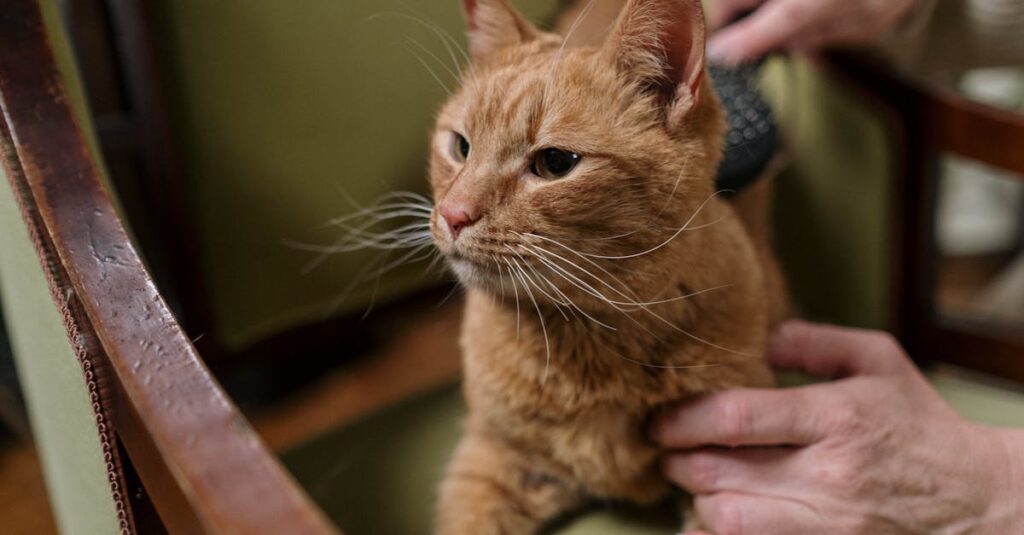 老猫が寝たきり状態でも飼い主が優しく介護している様子