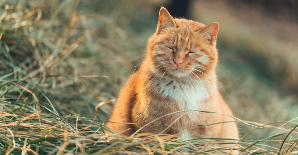 老猫を見送るためにペット火葬サービスを利用する飼い主と猫の最後の時間