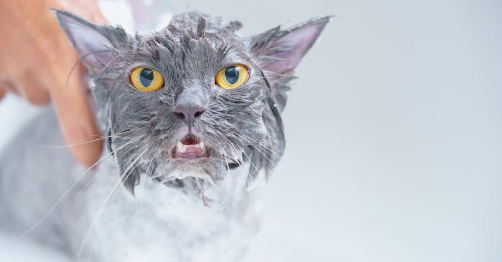 水を飲まない猫に飼い主が優しくガーゼで口を潤してあげている穏やかなケアの様子