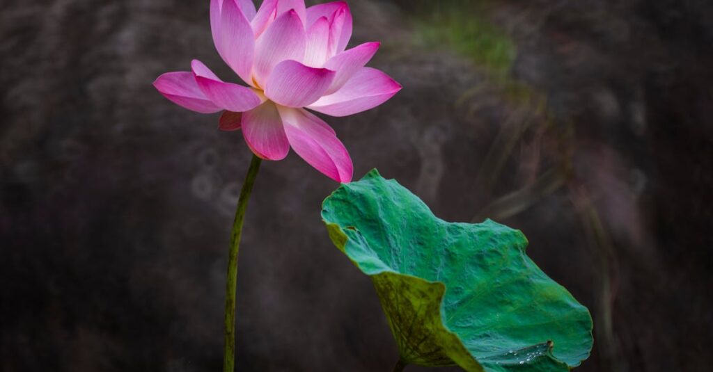 老猫の危険サインを示すイメージ画像