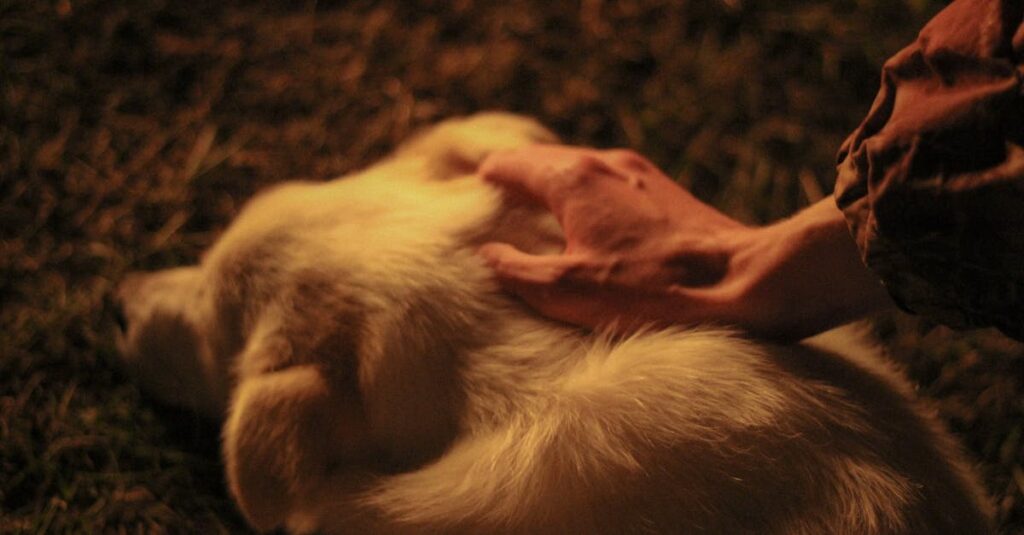 夜の静けさの中で愛犬を見送り、落ち着いた表情で空を見上げる飼い主。最期に感謝を伝えた穏やかな時間。